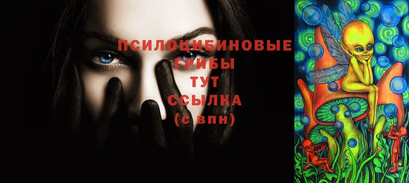 mega   Пенза  Псилоцибиновые грибы Psilocybe 